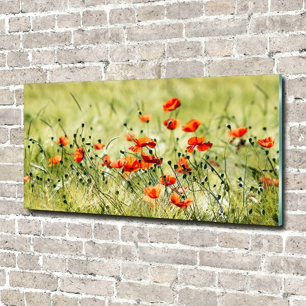 Acrylbild Fotodruck Mohnblumen