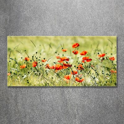 Acrylbild Fotodruck Mohnblumen