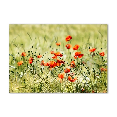 Acrylbild Fotodruck Mohnblumen