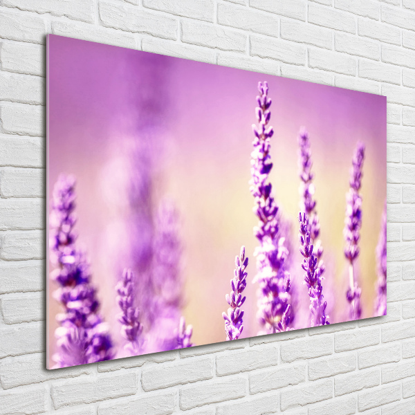 Acrylglas-Druck Lavendel