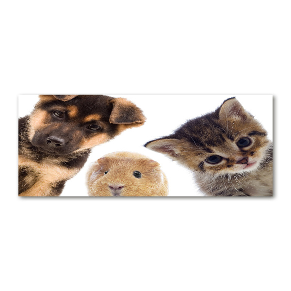 Acrylglas-Druck Haustiere