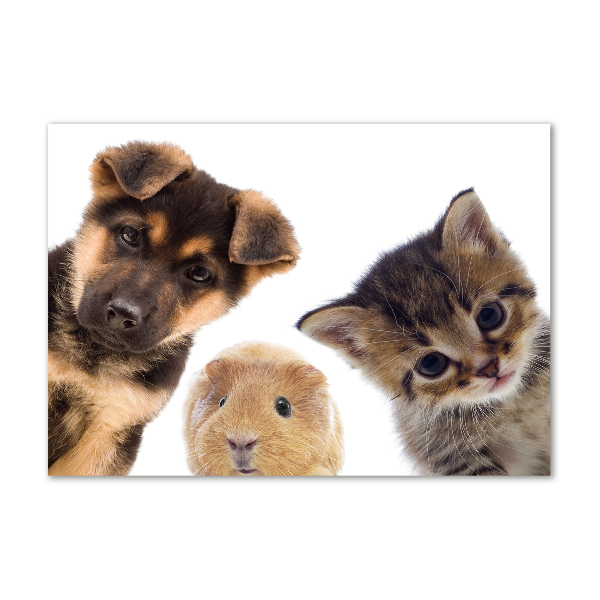 Acrylglas-Druck Haustiere