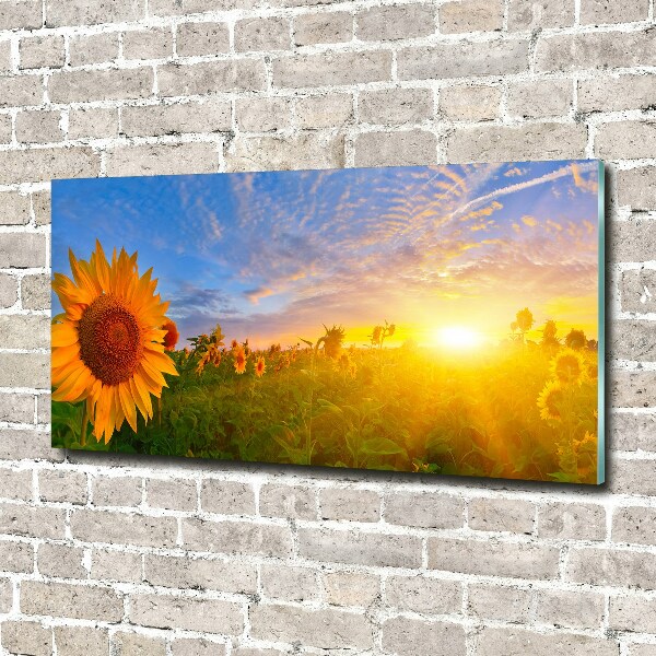 Acrylbild Fotodruck Ein Sonnenblumenfeld