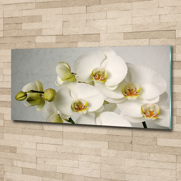 Acrylbild Fotodruck Weiße Orchidee