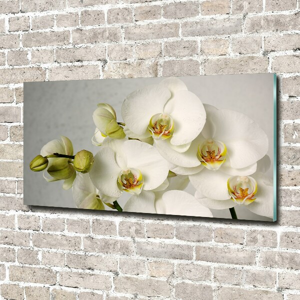 Acrylbild Fotodruck Weiße Orchidee