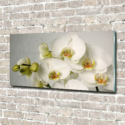 Acrylbild Fotodruck Weiße Orchidee