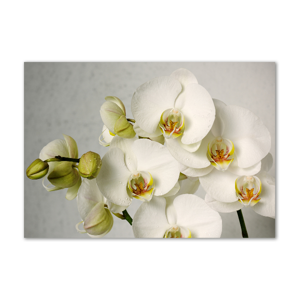 Acrylbild Fotodruck Weiße Orchidee