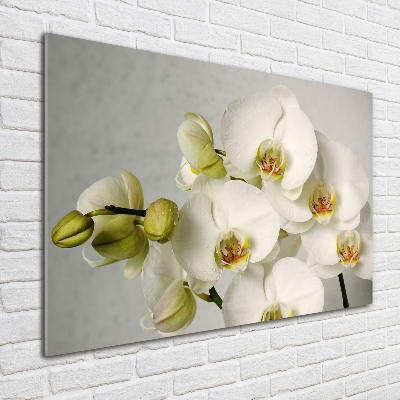 Acrylbild Fotodruck Weiße Orchidee