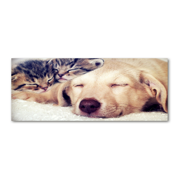 Bild auf Acrylglas Welpen und Katzen
