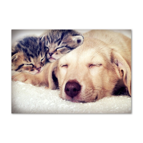 Bild auf Acrylglas Welpen und Katzen