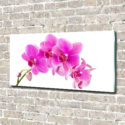 Bild auf Acrylglas Rosa Orchidee