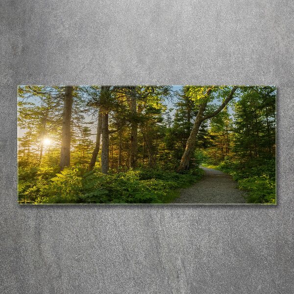 Acrylbild Fotodruck Wald