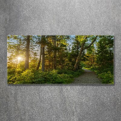 Acrylbild Fotodruck Wald