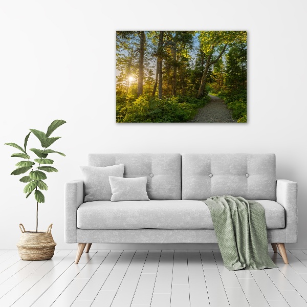 Acrylbild Fotodruck Wald