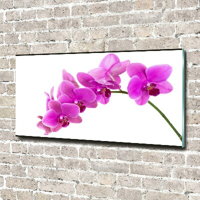 Acrylglas-Druck Rosa Orchidee