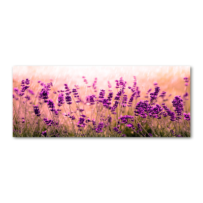 Acrylbild Fotodruck Lavendel