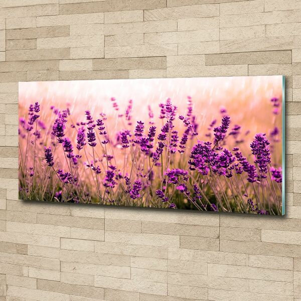Acrylbild Fotodruck Lavendel