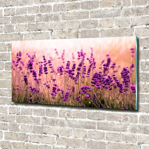Acrylbild Fotodruck Lavendel