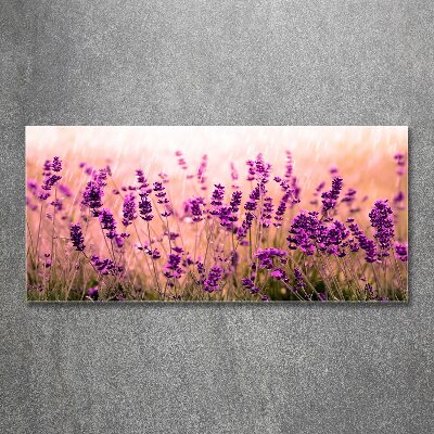 Acrylbild Fotodruck Lavendel