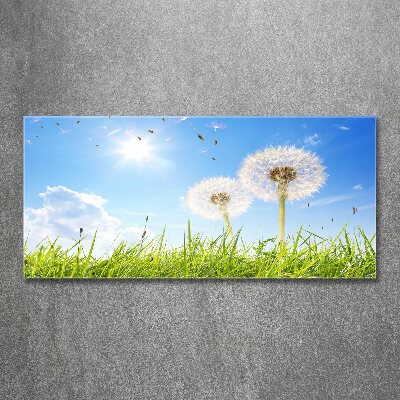 Bild auf Acrylglas Löwenzahn