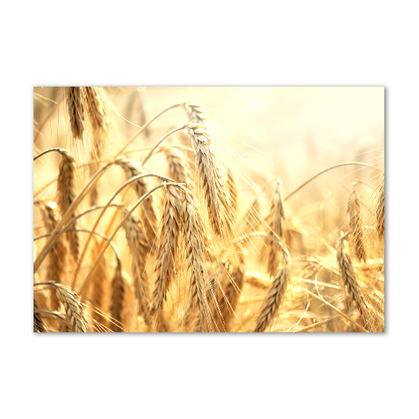 Acrylbild Fotodruck Getreide