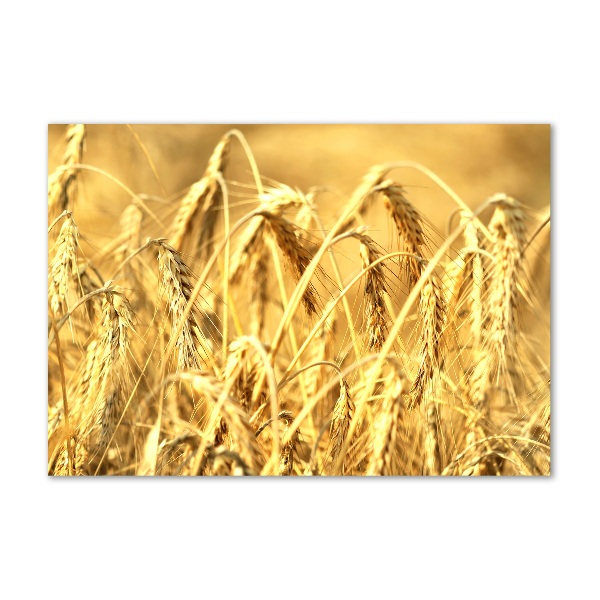 Acrylglas-Druck Getreide