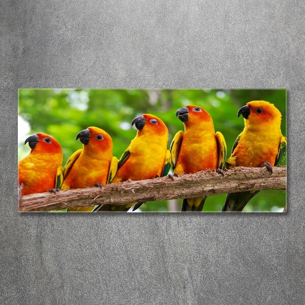 Acrylglas-Druck Papageien auf einem Ast