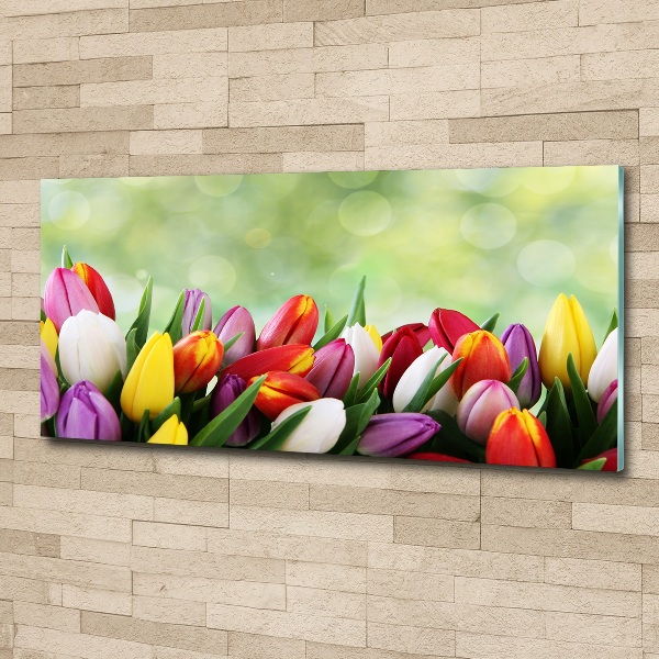Foto auf Acryl Bunte Tulpen