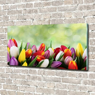 Foto auf Acryl Bunte Tulpen