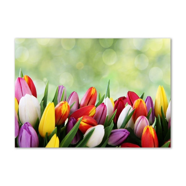 Foto auf Acryl Bunte Tulpen