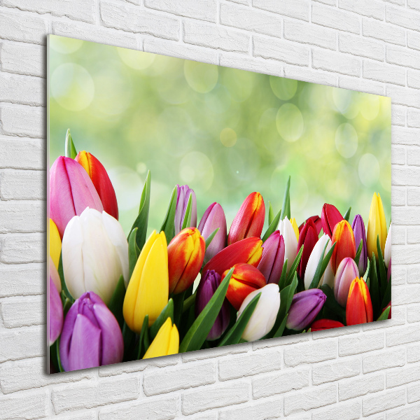 Foto auf Acryl Bunte Tulpen
