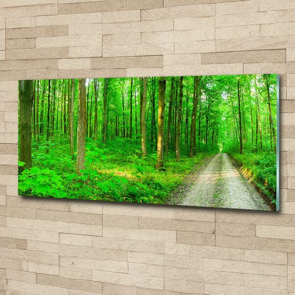 Acrylbild Fotodruck Bäume im Wald