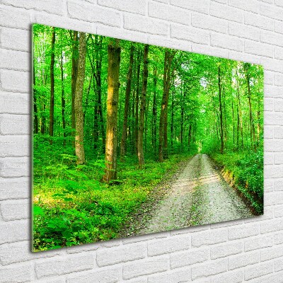 Acrylbild Fotodruck Bäume im Wald