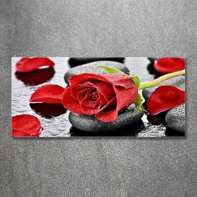 Foto auf Acryl Rote Rose
