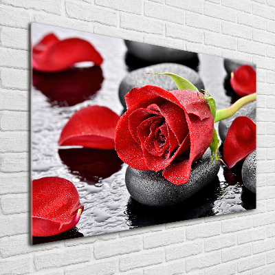 Foto auf Acryl Rote Rose