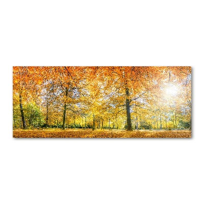 Acrylbild Fotodruck Wald im Herbst