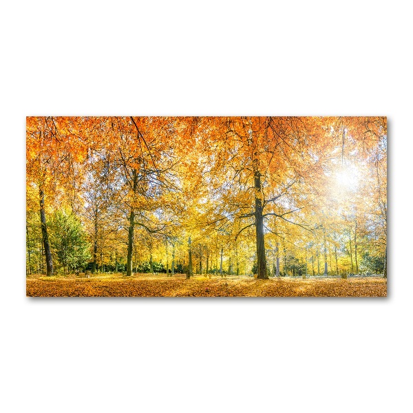 Acrylbild Fotodruck Wald im Herbst