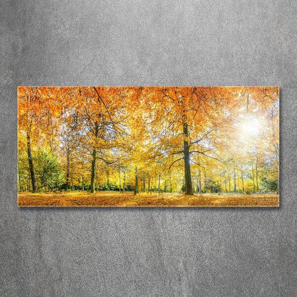 Acrylbild Fotodruck Wald im Herbst