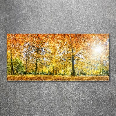 Acrylbild Fotodruck Wald im Herbst