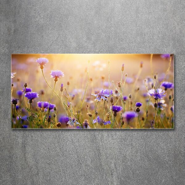 Acrylglas-Druck Wildblumen