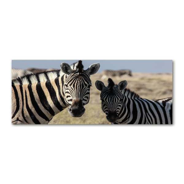 Acrylbild Fotodruck Zwei Zebras