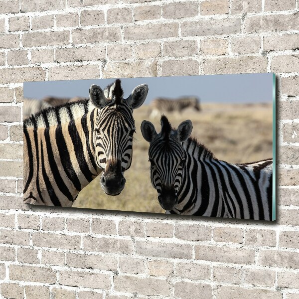 Acrylbild Fotodruck Zwei Zebras