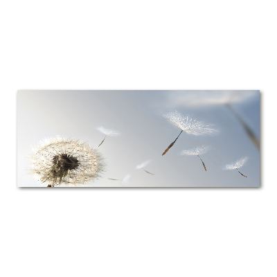 Bild auf Acrylglas Löwenzahn
