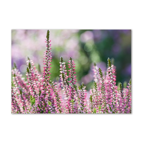 Foto auf Acryl Heidekrautblüten
