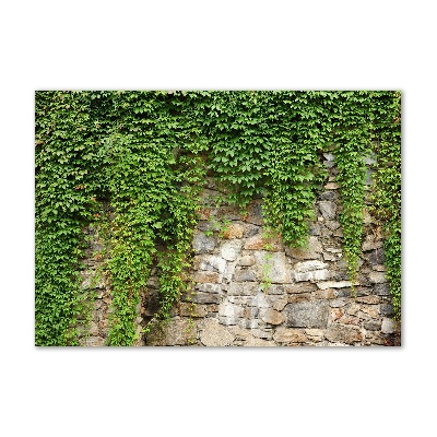 Bild auf Acrylglas Grüner Efeu