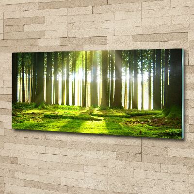 Bild auf Acrylglas Wald in der Sonne