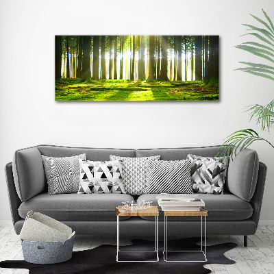 Bild auf Acrylglas Wald in der Sonne
