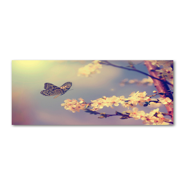 Foto auf Acryl Kirschblüte und Schmetterling