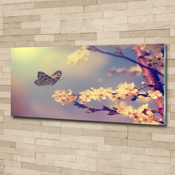 Foto auf Acryl Kirschblüte und Schmetterling
