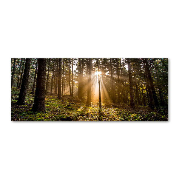 Acrylbild Fotodruck Sonnenlicht